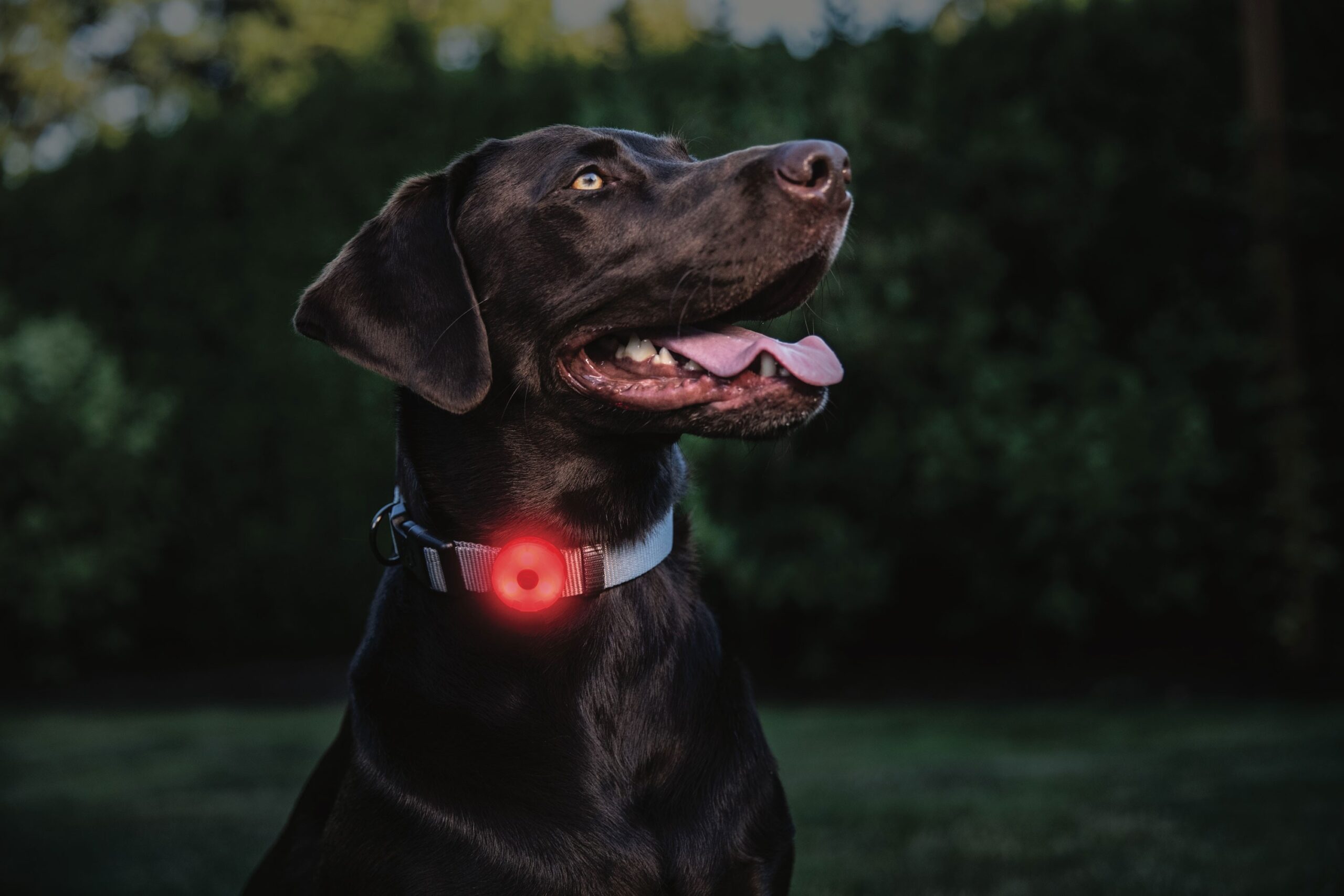 COAST Öryggisljós SL1-CP - Image 3